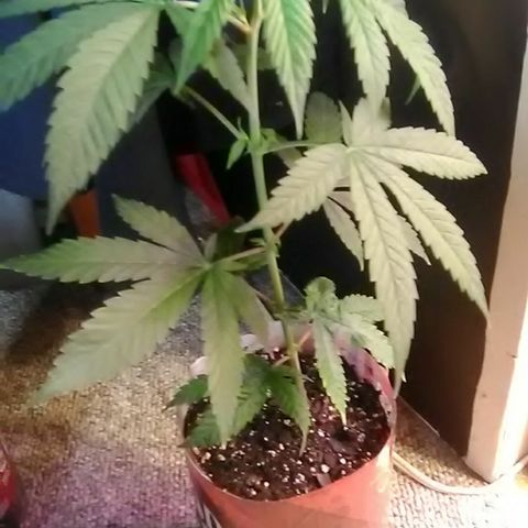 Gasser clones growlog photo: Weekly update clone#2