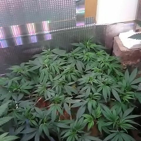Nick's seed growlog photo: Weekly update 
