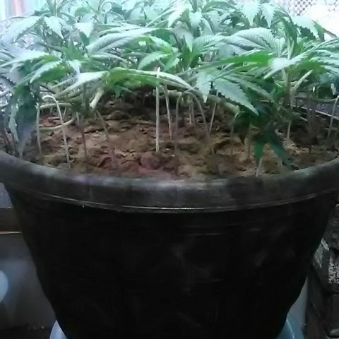 Nick's seed growlog photo: Weekly update 