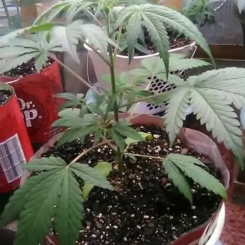Pink panther growlog photo: Weekly update 