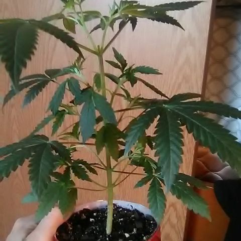 Unknown strain#2 growlog photo: Weekly update 