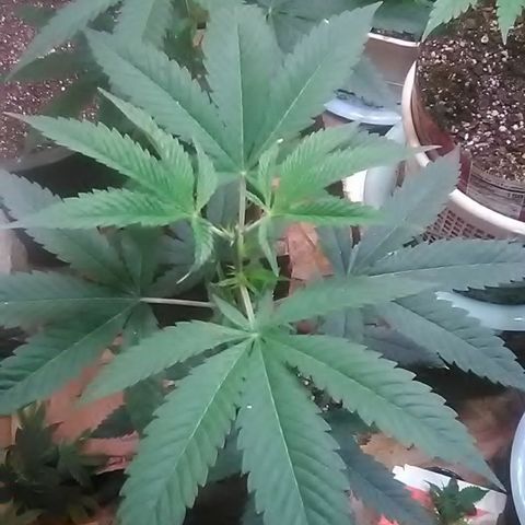 Gasser clones growlog photo: Topped clone#2