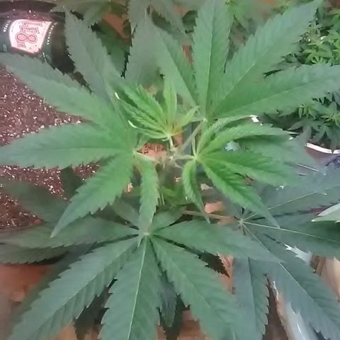 Gasser clones growlog photo: Topped clone#1