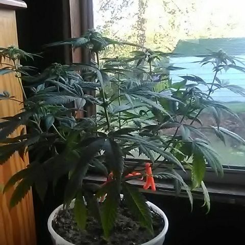Gasser#1 growlog photo: Weekly update 