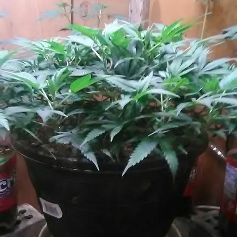 Nick's seed growlog photo: Weekly update 