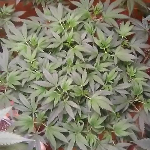 Nick's seed growlog photo: Weekly update 