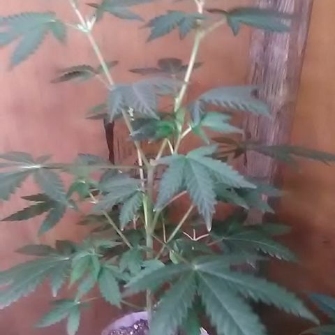 Unknown strain#1 growlog photo: Weekly update 