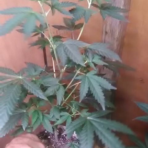 Unknown strain#1 growlog photo: Weekly update 
