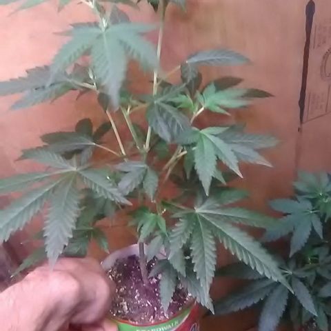 Unknown strain#2 growlog photo: Weekly update 