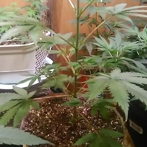 Pink panther growlog photo: Weekly update 