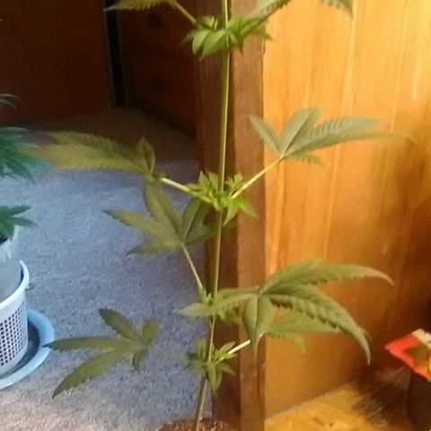 Nick's seeds/clones  growlog photo: Weekly update clone 1