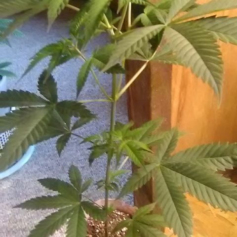 Nick's seeds/clones  growlog photo: Weekly update clone 2