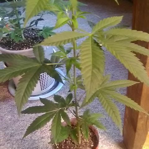 Gasser clones growlog photo: Weekly update clone 2
