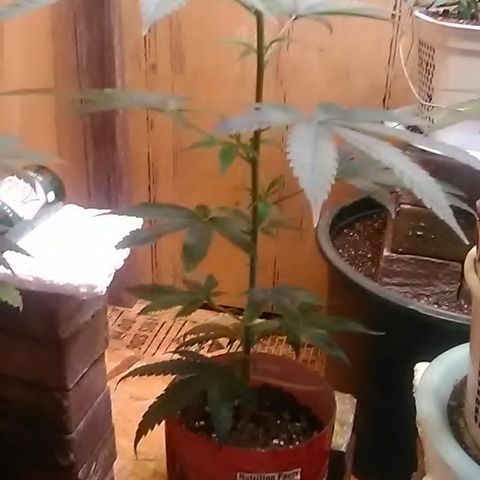Gasser clones growlog photo: Weekly update clone 1