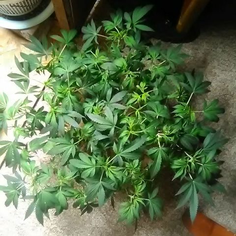 Nick's seed growlog photo: Trim