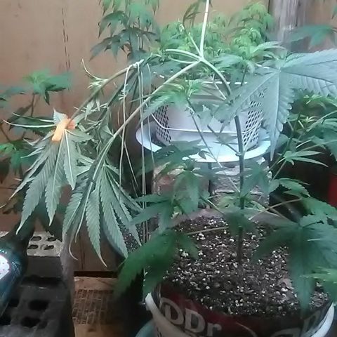 Pink panther growlog photo: Lst