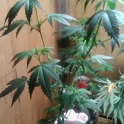 Unknown strain#2 growlog photo: Trim