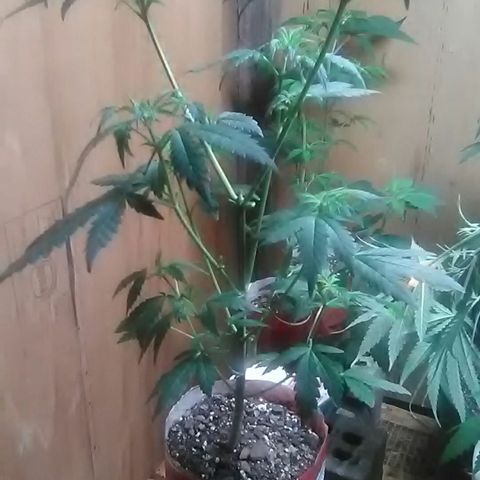 Unknown strain#1 growlog photo: Trim
