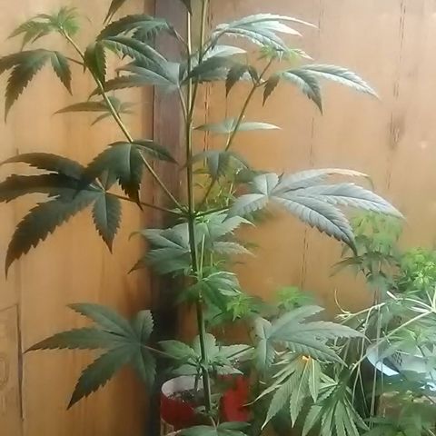Nick's seeds/clones  growlog photo: Trim clone#2