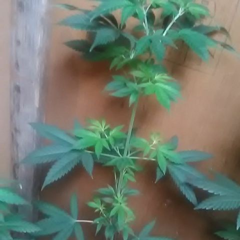 Nick's seeds/clones  growlog photo: Trim clone#1