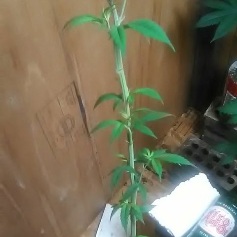 Gasser clones growlog photo: Trim clone#1