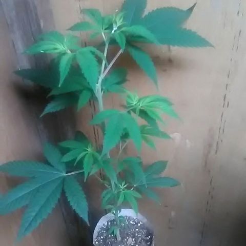 Gasser clones growlog photo: Trim clone#2