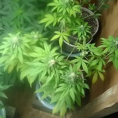 Gasser#1 growlog photo: Weekly update 