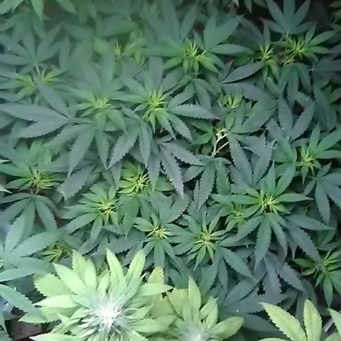 Nick's seed growlog photo: Weekly update 