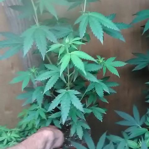 Unknown strain#1 growlog photo: Weekly update 