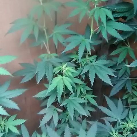 Unknown strain#2 growlog photo: Weekly update 
