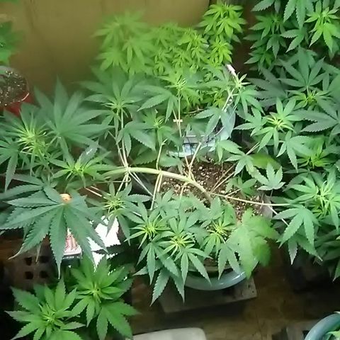 Pink panther growlog photo: Weekly update 