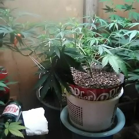 Pink panther growlog photo: Lst