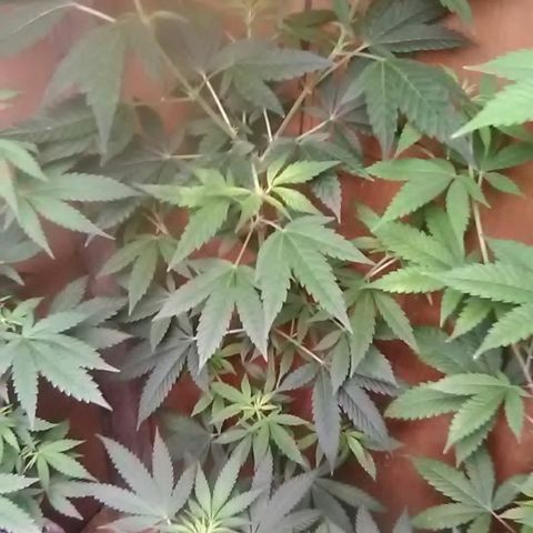 Nick's seeds/clones  growlog photo: Weekly update clone#1