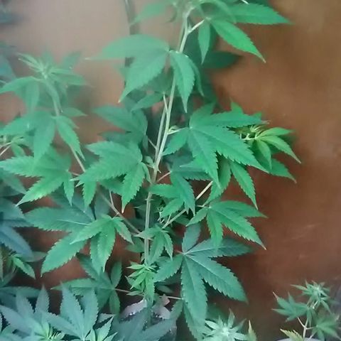 Nick's seeds/clones  growlog photo: Weekly update clone#2