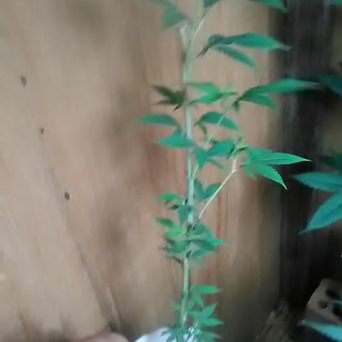 Gasser clones growlog photo: Weekly update clone#1