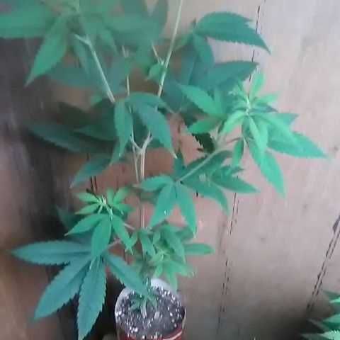 Gasser clones growlog photo: Weekly update clone#2