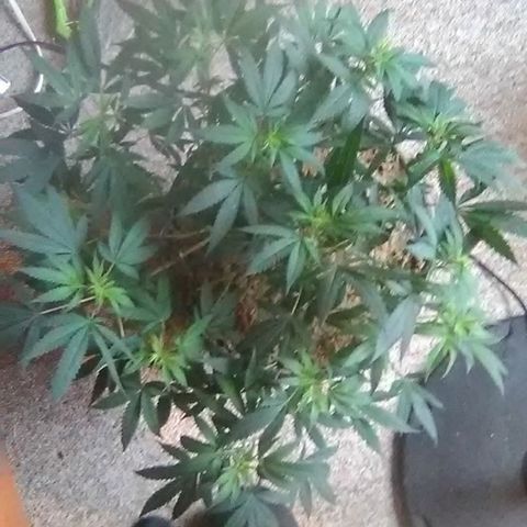 Nick's seed growlog photo: Trim+weekly update 