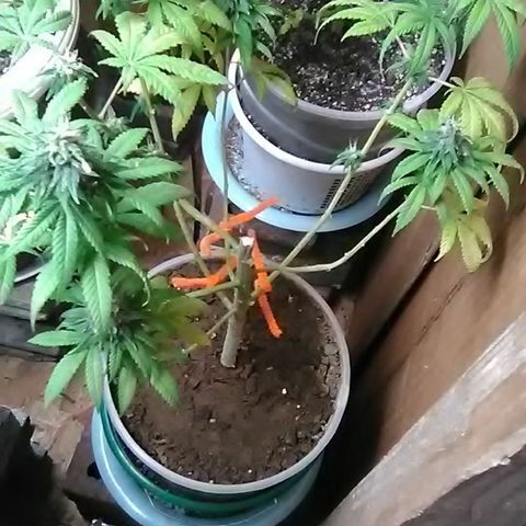 Gasser#1 growlog photo: Weekly update 