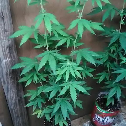 Unknown strain#1 growlog photo: Weekly update 
