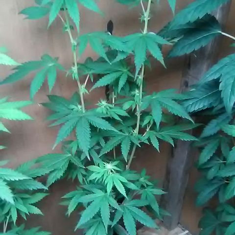Unknown strain#2 growlog photo: Weekly update 