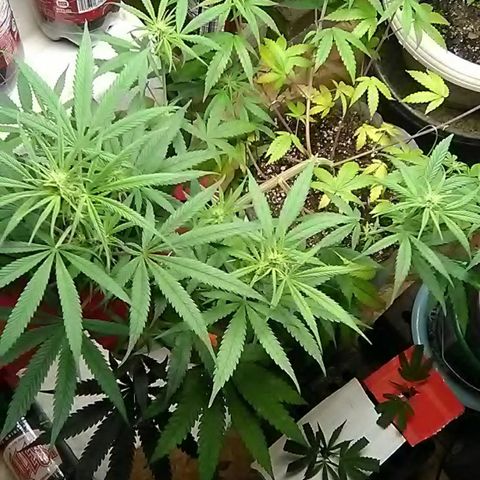 Pink panther growlog photo: Weekly update 