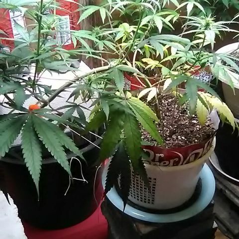 Pink panther growlog photo: Weekly update 