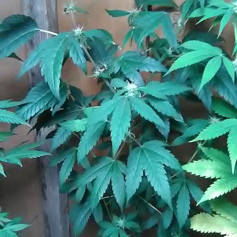 Nick's seeds/clones  growlog photo: Clone#1 weekly update 