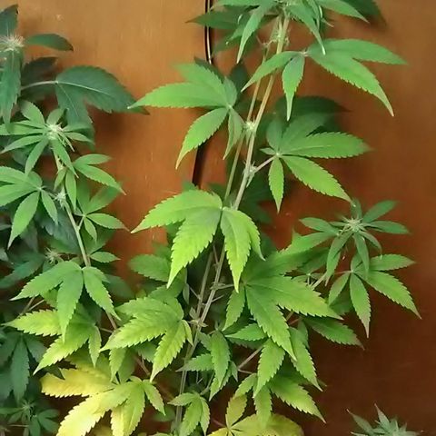 Nick's seeds/clones  growlog photo: Clone#2 weekly update 