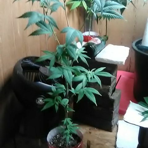 Gasser clones growlog photo: Clone#1 weekly update 
