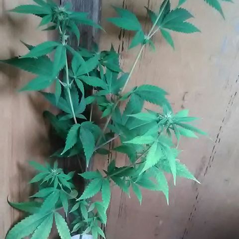 Gasser clones growlog photo: Clone#2 weekly update 