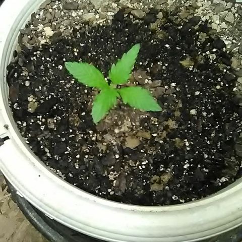 Random autoflower  growlog photo: Weekly update 