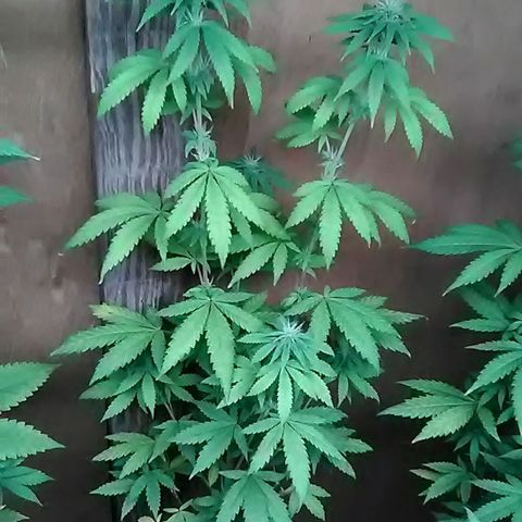Unknown strain#1 growlog photo: Weekly update 