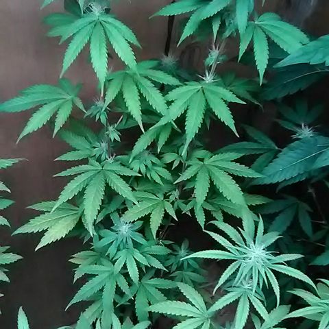Unknown strain#2 growlog photo: Weekly update 