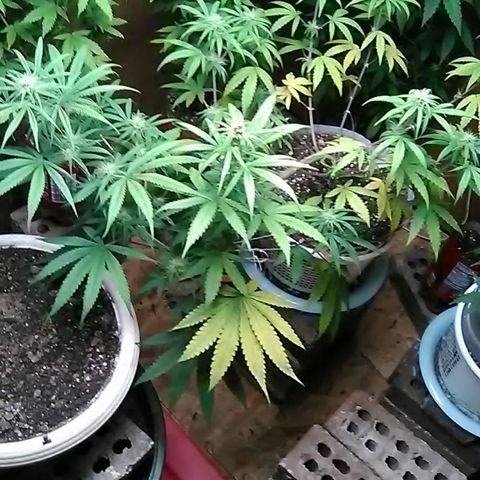 Pink panther growlog photo: Weekly update 